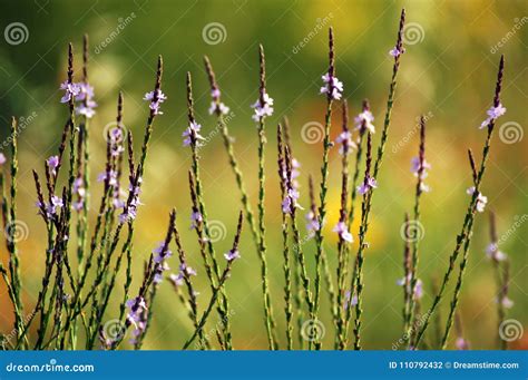 Lilac Wildflowers In A Field Bokeh Stock Photo Image Of Purple