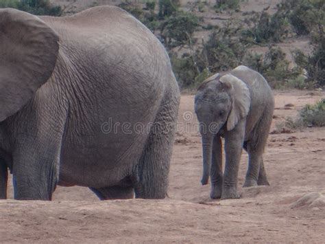 Olifanten In Het Wild Van Zuid Afrika Stock Afbeelding Image Of