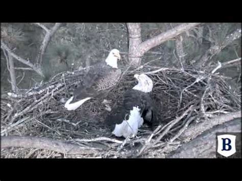 Berry College Eagles Pa Berry Checks On Ma Berry At The Nest