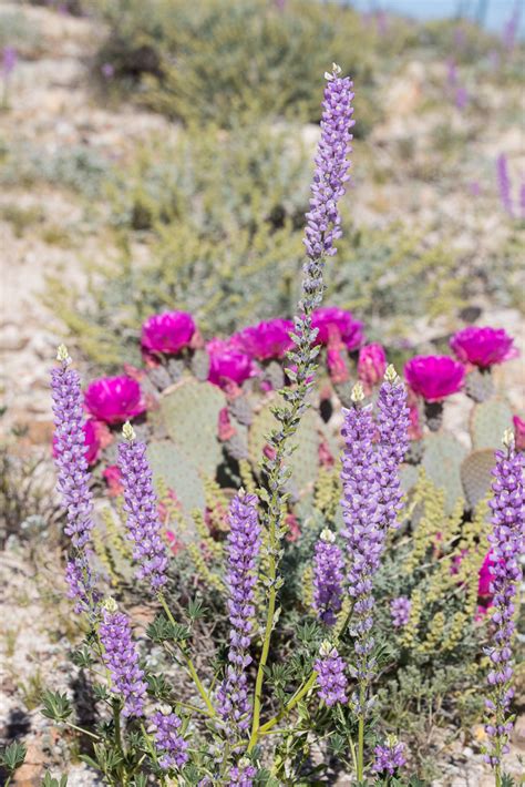 California wildflowers at Anza Borrego Desert Park, CA