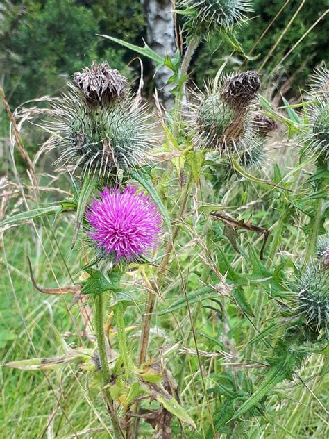 Thistle Nature Plant Free Photo On Pixabay Pixabay