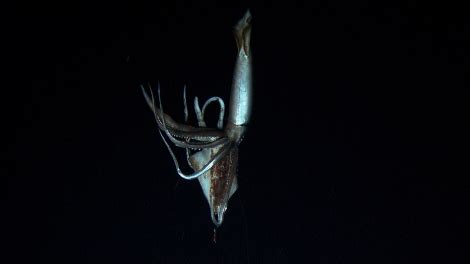 Release the Kraken! Giant Squid Caught on Video