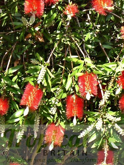 Callistemon Citrinus From Tropical Britain