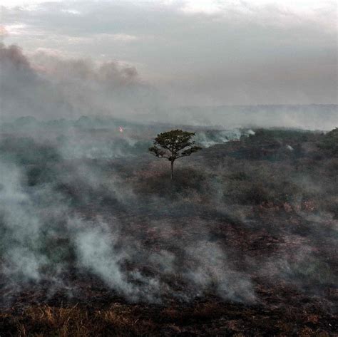 Deforestation Is High Despite Cop Promises The New York Times