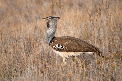 Bustard Symbolism Meaning Totem Spirit Omens World Birds