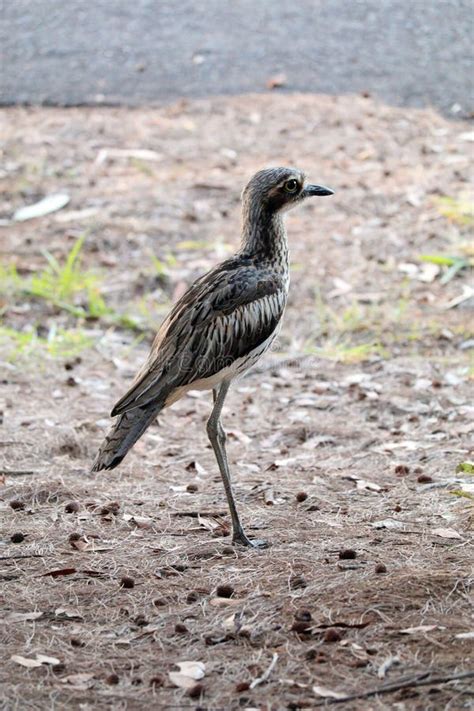 Australian Wildlife Series Queensland Bush Stone Curlew Burhinus