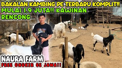 Mulai 1 9 JUTA FREE ONGKIR SE JAWA KAWINAN RENCONG Kambing PE