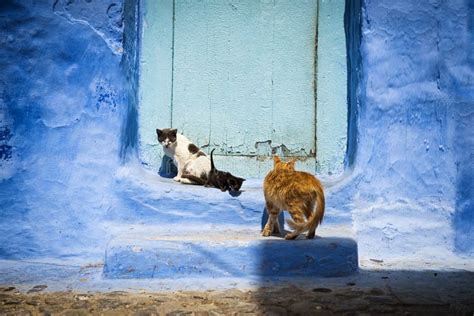 Cats Of Chefchaouen The Blue Pearl Of Morocco Stock Image Image Of