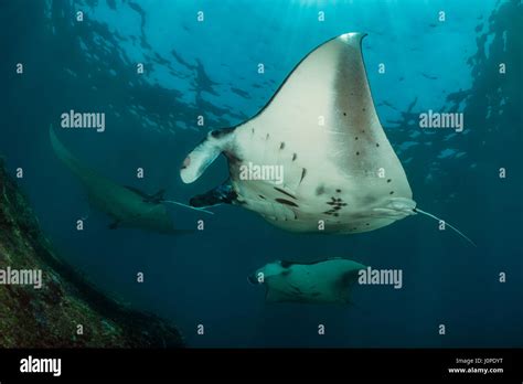 Reef Manta Manta Alfredi Bali Indonesia Stock Photo Alamy
