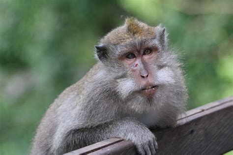 The Macaques Of The Sacred Monkey Forest Sanctuary In Ubud