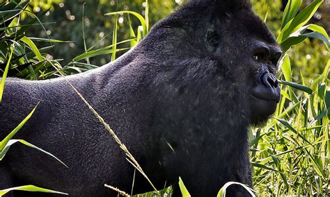 Western Lowland Gorilla :: Riverbanks Zoo & Garden