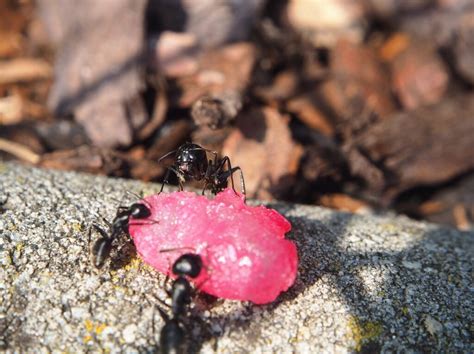 Comment Nourrir Ma Colonie De Fourmis MaFourmiliere Fr