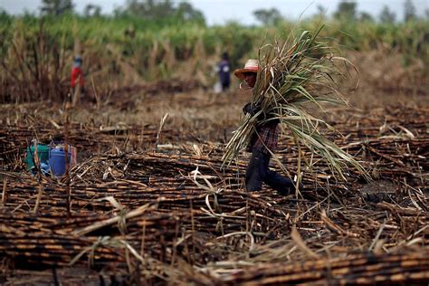 Apoyo Para Productores De Caña De Azúcar Secretaría De Agricultura Y