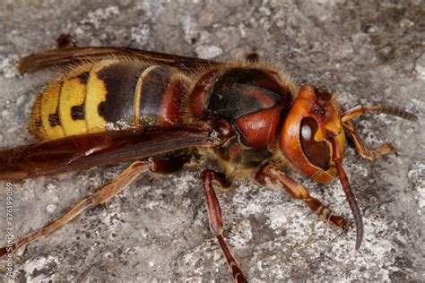 Insekt Hornisse Europ Ische Hornisse Vespa Crabro Thueringen