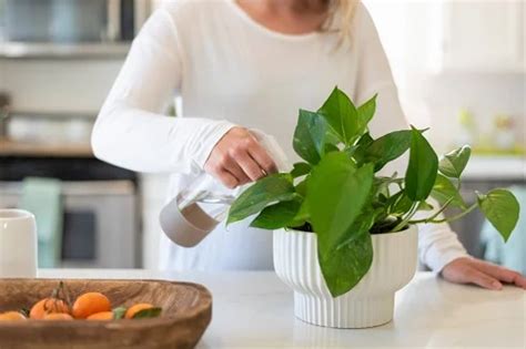 Voici Conseils Essentiels Pour Rendre Votre Pothos Plus Touffu Et