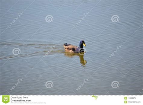 Male Mallard Duck Swimming on a Lake Stock Photo - Image of animals, farm: 110883576