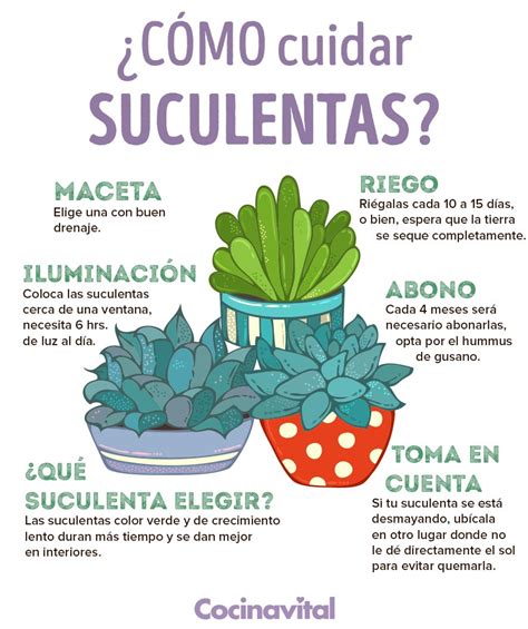 Como Cuidar Las Plantas Suculentas Doncomo