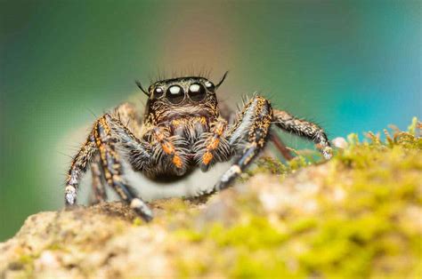 Common Types Of Spiders In St George Ut Thorn