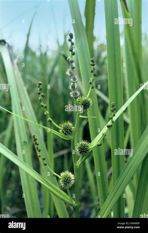 Branched Bur Reed Sparganium Erectum Stock Photo Alamy