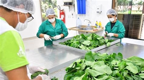 Huerto de ITAIPU produjo más de 30 000 plantines medicinales durante el