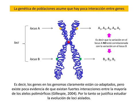 PPT Variación genética PowerPoint Presentation free download ID