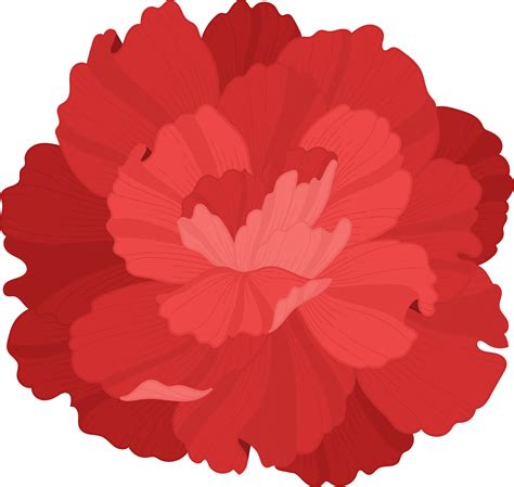 Red Carnation Flower Hand Drawn Illustration Png