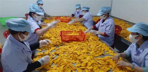 Soft Dried Mango Oem Packing Gram Kg For Russian Market Vietnam