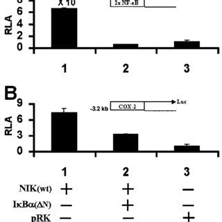 Activation Of Nfb By Nik Leads To Expression Of Cox And This