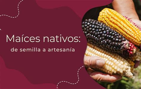 Ma Ces Nativos De Semilla A Artesan A Secretar A De Agricultura Y