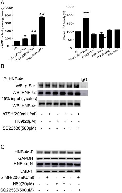 The TSH mediated phosphorylation of HNF 4α via the cAMP PKA pathway