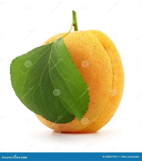 Single Apricot With Leaf Stock Image Image Of Orange 300937947