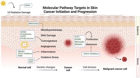 Figure From An Update On Clinical Trials For Chemoprevention Of Human