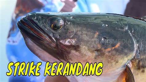 Menaklukkan Ikan Kerandang Di Sungai Sebangau Mancing Mania Strike