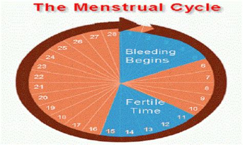 How To Calculate Ovulation And Safe Period In Women Information Parlour