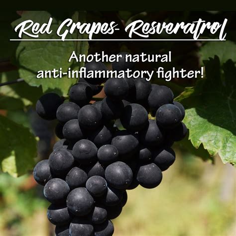 Red Grapes Resveratrol – Dr. Curtis McElroy