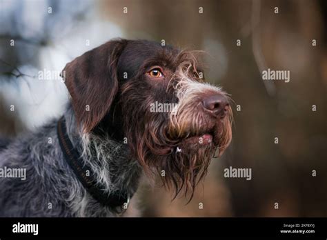 German Wirehaired Pointer Portrait Stock Photo Alamy