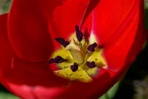 Tulip Flower Red Free Photo On Pixabay Pixabay