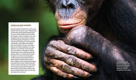 What Is The Difference Between A Chimp And A Bonobo? - BBC Wildlife ...