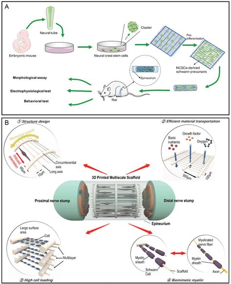 Generating Neural Crest Stem Cells Ncscs And Scaffolds For Pni