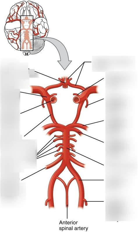 Neurovascular System Diagram | Quizlet