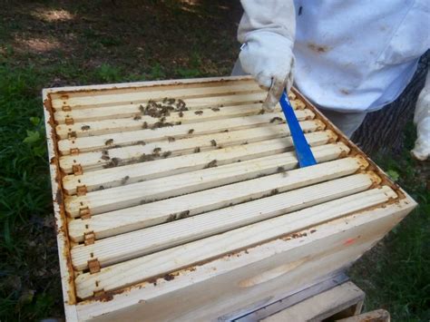 Langstroth Hive - Buzz Beekeeping Supplies