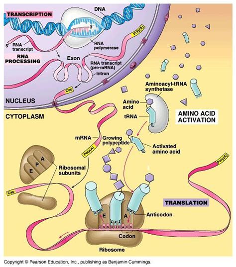 Protein Synthesis Diagram Labeled