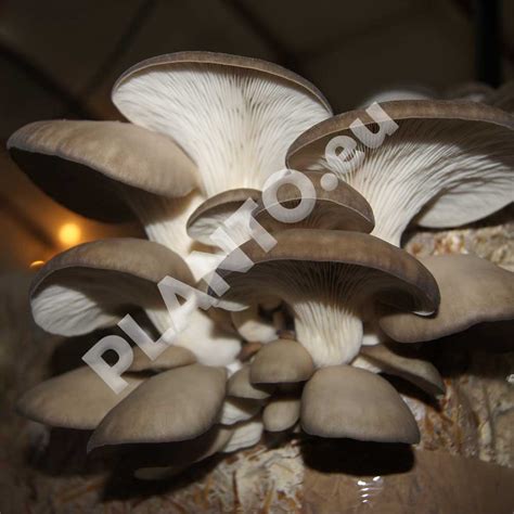 Grzybnia Ziarnista Pleurotus Ostreatus Planto Uprawa Grzyb W