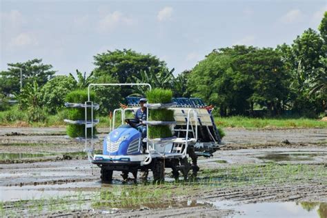 How To Plant With Tym Rice Transplanter Riding Type