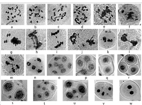 Photomicrographs Of Meiosis In The Interspecific F 1 Hybrids Of Download Scientific Diagram