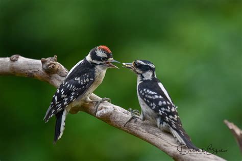 All The Downy Woodpecker Babies Are Starting To Fledge And My Garden Is