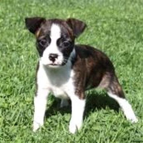 North Augusta Sc Boston Terrierboxer Mix Meet Brooke