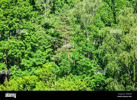 Greenwood Tree Hi Res Stock Photography And Images Alamy