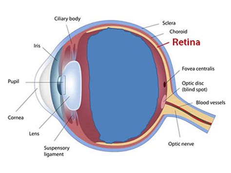 Cataract Surgery Cost In Kochi Anatomy Of The Eye Retina