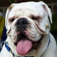 - Colorado Bulldog Rescue - ADOPTIONS - Rescue Me!